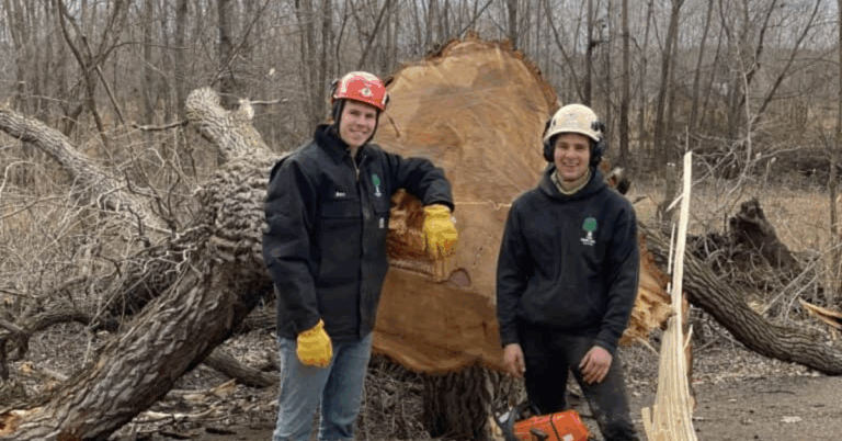 Tree Trim Services Near Me: Enhance the Beauty and Safety of Your Landscape
