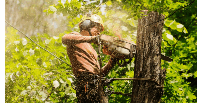 Tree Pruning Services Near Me: Essential Care for Healthy Trees