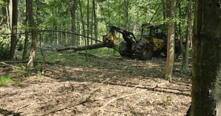 The Ultimate Guide to Professional Tree Pruning Services Near Me